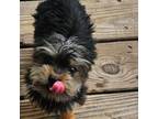 Yorkshire Terrier Puppy for sale in Clarksville, TN, USA