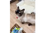 Adopt Sir Pounce a Siamese