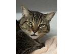 Adopt Marco Bodt a Domestic Short Hair