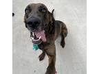 Adopt Boone a Bloodhound, Great Dane