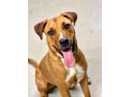 Adopt Tyson a Black Mouth Cur, Boxer