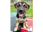 Adopt Willie a Husky, Mixed Breed