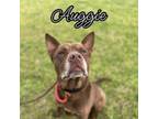 Adopt Auggie a Mixed Breed