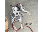 Adopt Dutton a Australian Cattle Dog / Blue Heeler