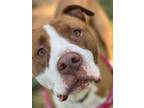 Adopt Bo a Pit Bull Terrier