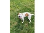 Adopt Pringles a Hound, Boxer