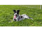 Adopt Ozzy a Cattle Dog, Terrier