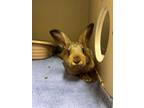 Adopt 2403-1253+1255 Oscar+Ernie a Bunny Rabbit