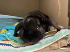 Adopt 2405-0331 Bert a Bunny Rabbit