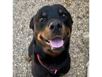 Adopt Dwayne the Rott Johnson a Rottweiler