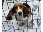 Adopt Sherlock a Basset Hound