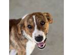 Adopt Whistler a Mixed Breed