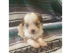Aussiedoodle Puppy for sale in Hico, TX, USA