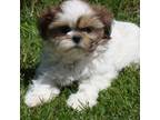 Shih Tzu Puppy for sale in Union Bridge, MD, USA