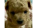 Maltipoo Puppy for sale in Liberty, MS, USA