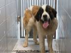 Adopt 86466 a Saint Bernard