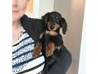 Dachshund Puppy for sale in Kannapolis, NC, USA
