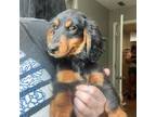 Dachshund Puppy for sale in Kannapolis, NC, USA