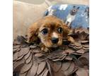 Cavalier King Charles Spaniel Puppy for sale in Kannapolis, NC, USA