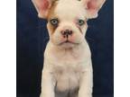 French Bulldog Puppy for sale in Essex, MD, USA