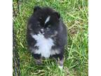 Pomeranian Puppy for sale in Central Point, OR, USA