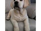 Labrador Retriever Puppy for sale in Portland, OR, USA