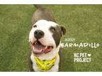 Adopt Armadillo a Pit Bull Terrier, Mixed Breed