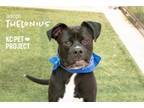 Adopt Thelonious a Mixed Breed