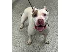 Adopt Jumble a Pit Bull Terrier, Mixed Breed