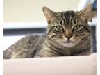 Adopt Jonnie a Domestic Short Hair