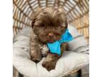 Mal-Shi Puppy for sale in Revere, MO, USA