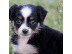 Miniature Australian Shepherd Puppy for sale in Seymour, MO, USA