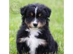 Miniature Australian Shepherd Puppy for sale in Seymour, MO, USA