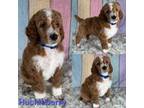 Mutt Puppy for sale in Swansboro, NC, USA