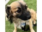 Adopt Spike - City of Industry Location a Spaniel, Pomeranian