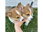 Cardigan Welsh Corgi Puppy for sale in Los Angeles, CA, USA