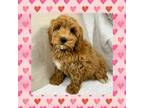 Cavapoo