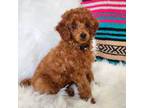 Poodle (Toy) Puppy for sale in Huntsville, TX, USA