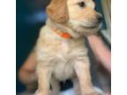Orange collar MALE puppy