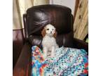 Cavalier King Charles Spaniel Puppy for sale in Morgantown, WV, USA