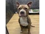 Adopt Owney a Pit Bull Terrier
