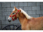 Super Gentle Suffolk Haflinger Cross Filly, Been Handled Since Birth, 8 Months