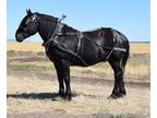 COLE â 2011 GRADE Black Percheron Gelding! Go to [url removed]