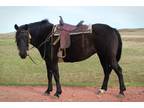 DAKOTA DUTCHESS â 2014 RMHA Black Mare x MMRâs Prince Of Peace x