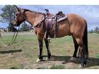 DUNNY â 2020 GRADE Dun Quarter Pony Cross Gelding! Go to