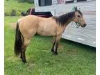 Buckskin 2 Year Old Filly Hollywood Dun it & top Sail Whiz