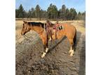 PINEY STRIPES â 2020 AQHA Dun Gelding x Fancy Stripes x Sun Stripes out of