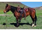 PONY â 2010 GRADE Bay Arabian Mare! Go to [url removed] to