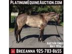 Fancy Grulla, Ranch or Trail Horse Deluxe! Go to [url removed]...