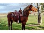 ROCKY â 2016 GRADE Chestnut Crossbred Gelding! Go to www.Billingslivesto